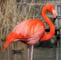 Cuban flamingo 